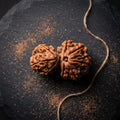 Natural Garbh Gauri Shankar Rudraksha