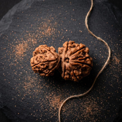 Natural Garbh Gauri Shankar Rudraksha