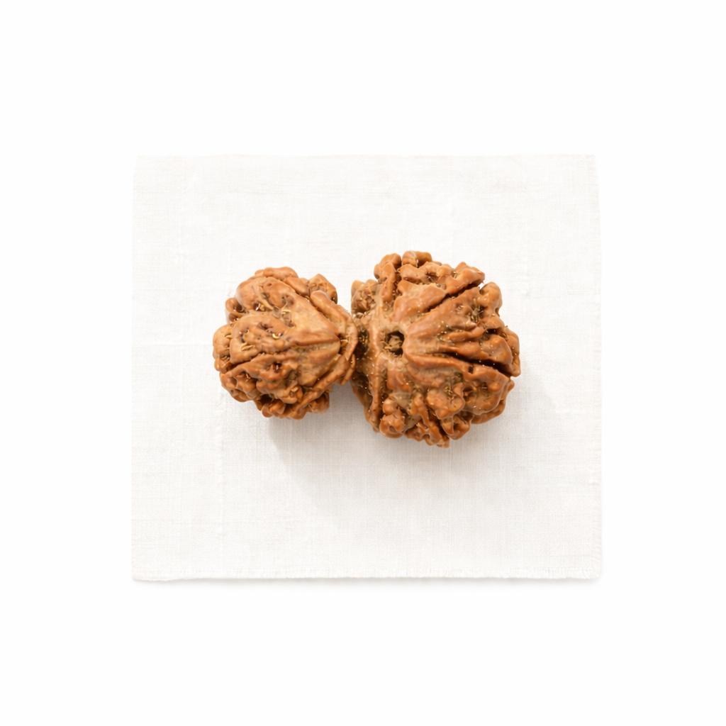 Natural Garbh Gauri Shankar Rudraksha