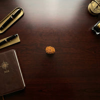 Natural 14 Mukhi Rudraksha (Nepali)