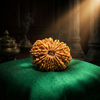 Natural 14 Mukhi Rudraksha (Nepali)