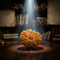 Natural 14 Mukhi Rudraksha (Nepali)