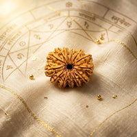 Natural 13 Mukhi Rudraksha (Nepali)