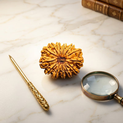 Natural 13 Mukhi Rudraksha (Nepali)