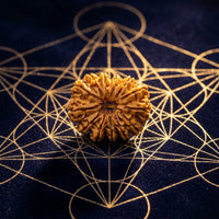 Natural 13 Mukhi Rudraksha (Nepali)