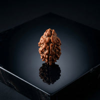 Natural 2 Mukhi Rudraksha (Nepali)