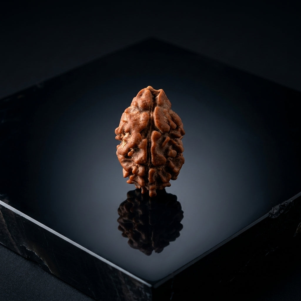 Natural 2 Mukhi Rudraksha (Nepali)