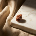Natural 2 Mukhi Rudraksha (Nepali)