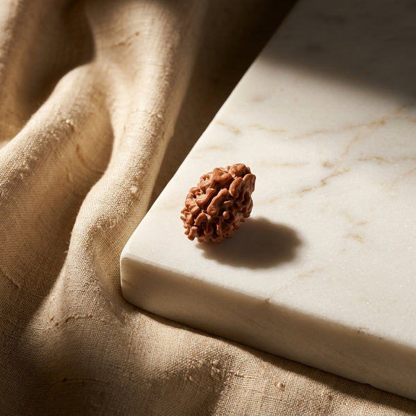 Natural 2 Mukhi Rudraksha (Nepali)