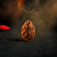 Natural 2 Mukhi Rudraksha (Nepali)