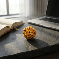 Natural 5 Mukhi Rudraksha (Nepali)