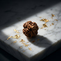 Natural 4 Mukhi Rudraksha (Nepali)