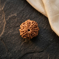 Natural 7 Mukhi Rudraksha (Nepali)
