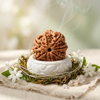 Natural 7 Mukhi Rudraksha (Nepali)