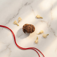 Natural 1 Mukhi Rudraksha Savar (Nepali)