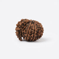 Natural 1 Mukhi Rudraksha Savar (Nepali)