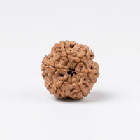 Natural 6 Mukhi Rudraksha (Nepali)