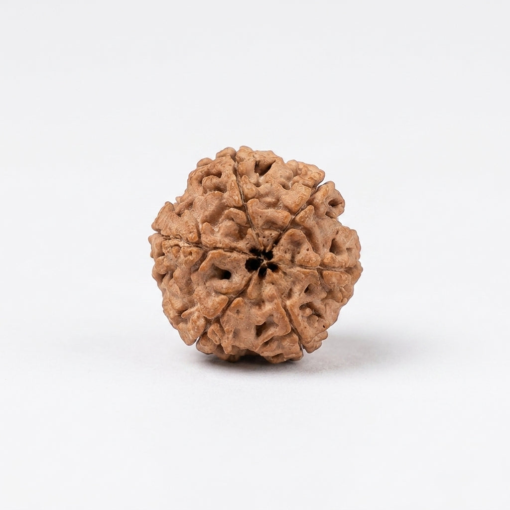 Natural 6 Mukhi Rudraksha (Nepali)