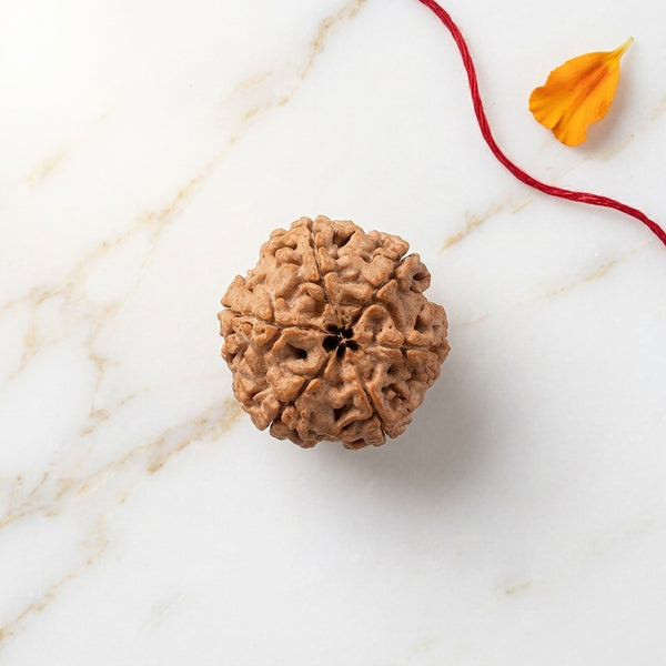 Natural 6 Mukhi Rudraksha (Nepali)
