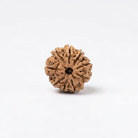 Natural 9 Mukhi Rudraksha (Nepali)