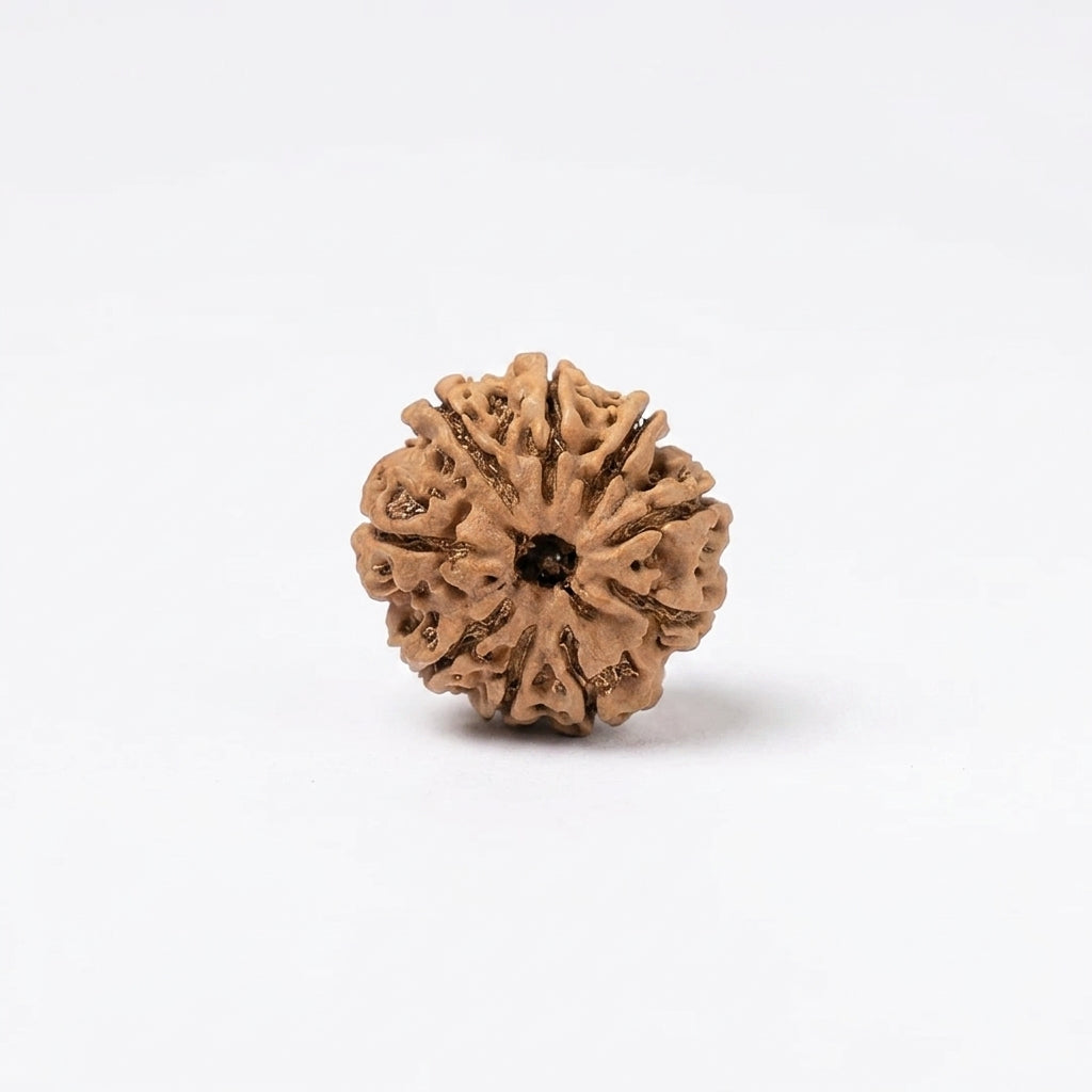 Natural 9 Mukhi Rudraksha (Nepali)