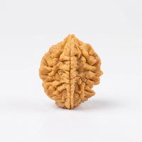 Natural 2 Mukhi Rudraksha (Indian)