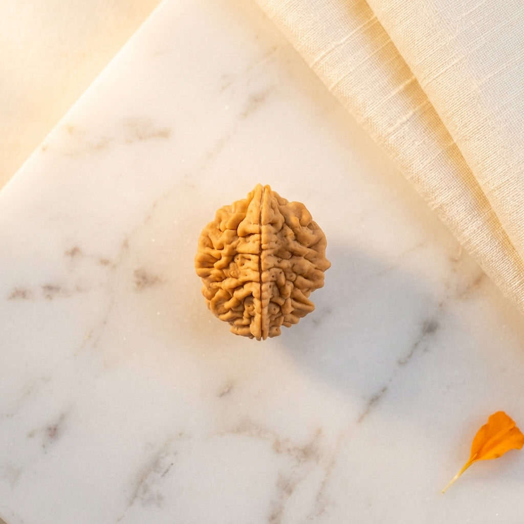 Natural 2 Mukhi Rudraksha (Indian)
