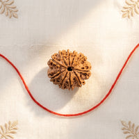 Natural 10 Mukhi Rudraksha (Nepali)