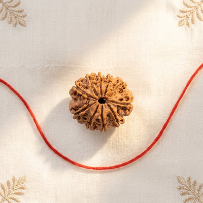 Natural 10 Mukhi Rudraksha (Nepali)