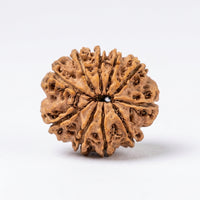 Natural 10 Mukhi Rudraksha (Nepali)