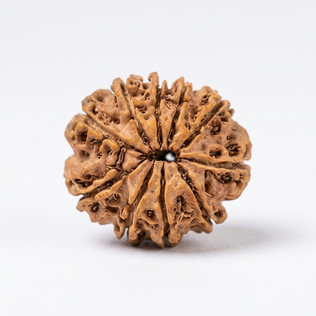 Natural 10 Mukhi Rudraksha (Nepali)