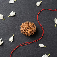 Natural 10 Mukhi Rudraksha (Nepali)