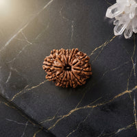 Natural 12 Mukhi Rudraksha (Nepali)