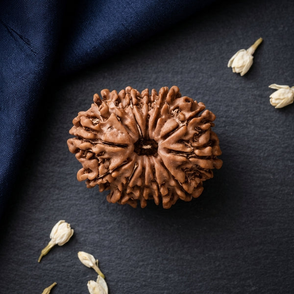 Natural 12 Mukhi Rudraksha (Nepali)