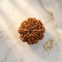 Natural 8 Mukhi Rudraksha (Nepali)