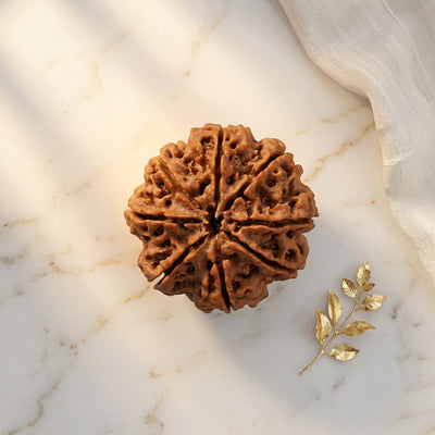 Natural 8 Mukhi Rudraksha (Nepali)
