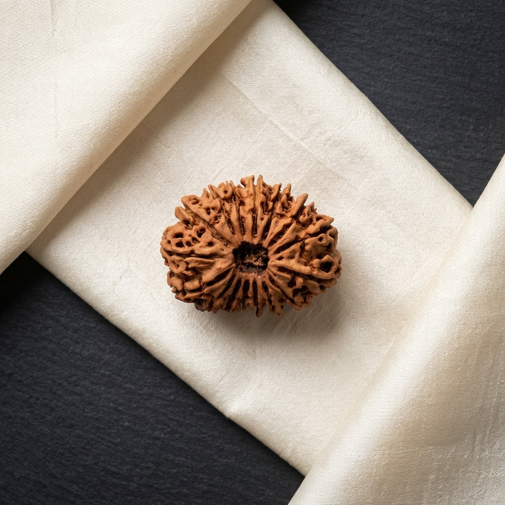 Natural 16 Mukhi Rudraksha (Nepali)
