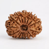 Natural 16 Mukhi Rudraksha (Nepali)