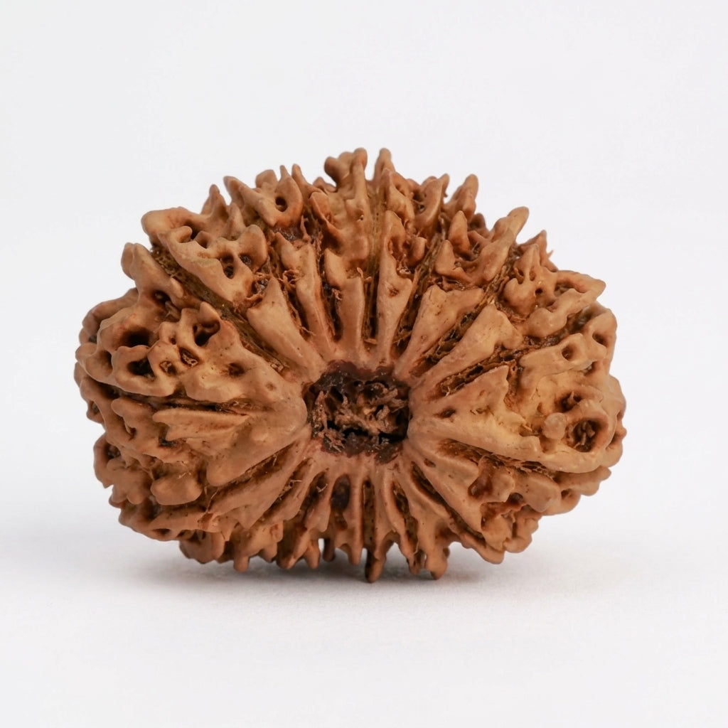 Natural 16 Mukhi Rudraksha (Nepali)