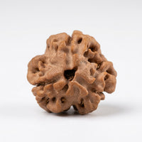 Natural 3 Mukhi Rudraksha (Nepali)