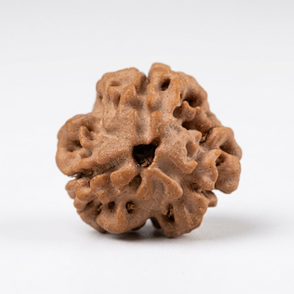 Natural 3 Mukhi Rudraksha (Nepali)