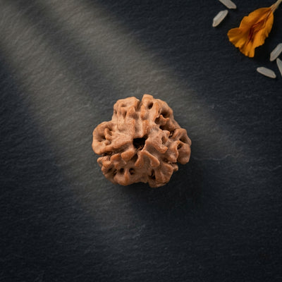 Natural 3 Mukhi Rudraksha (Nepali)