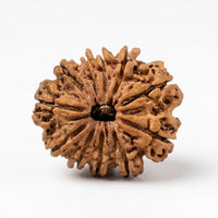 Natural 11 Mukhi Rudraksha (Nepali)
