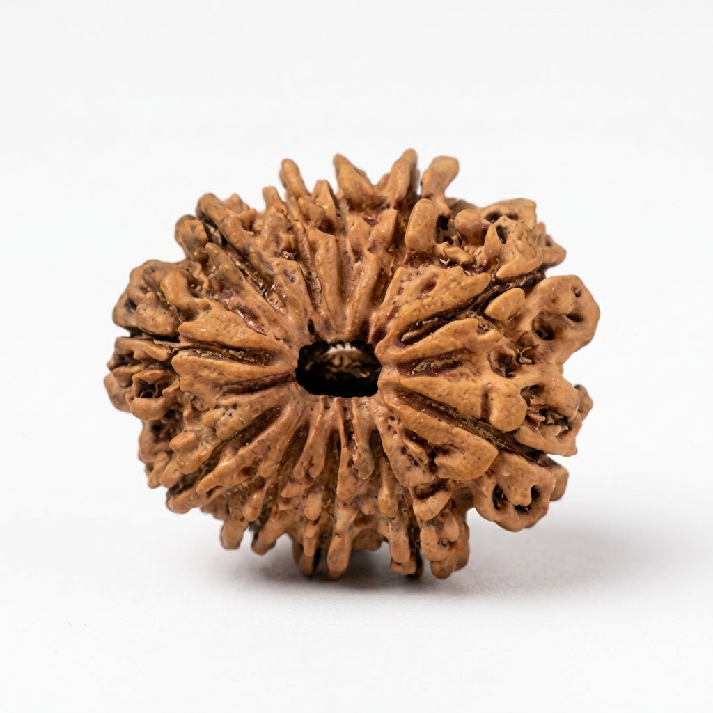 Natural 11 Mukhi Rudraksha (Nepali)
