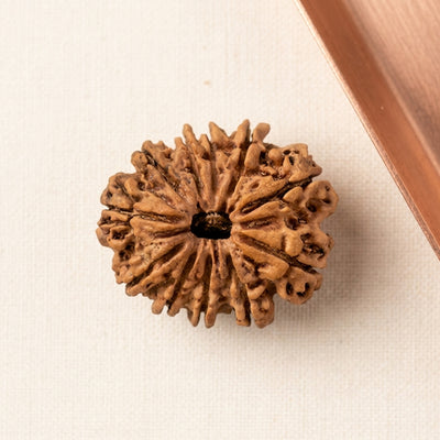 Natural 11 Mukhi Rudraksha (Nepali)