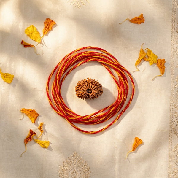 Natural 15 Mukhi Rudraksha (Nepali)