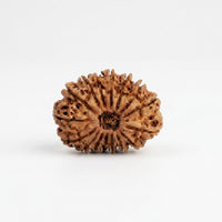 Natural 15 Mukhi Rudraksha (Nepali)