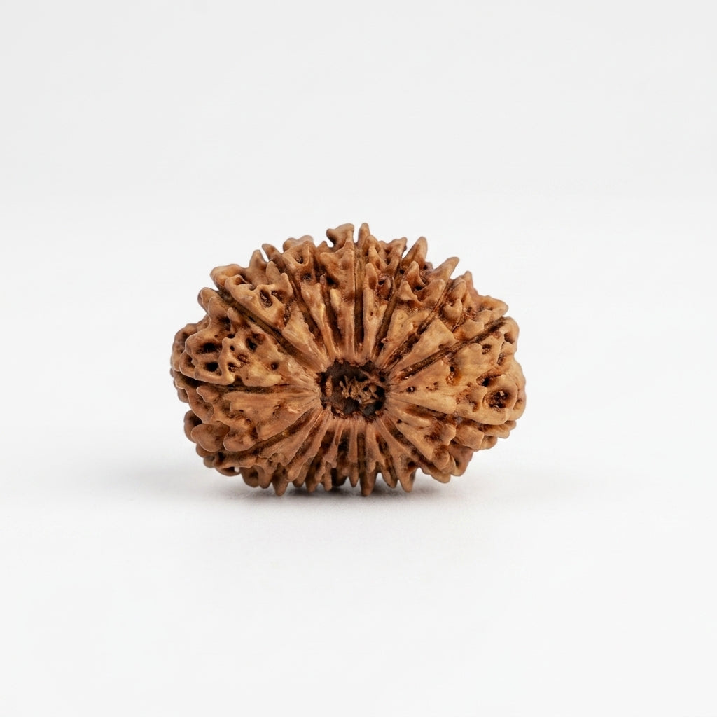Natural 15 Mukhi Rudraksha (Nepali)