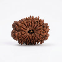 Natural 17 Mukhi Rudraksha (Nepali)