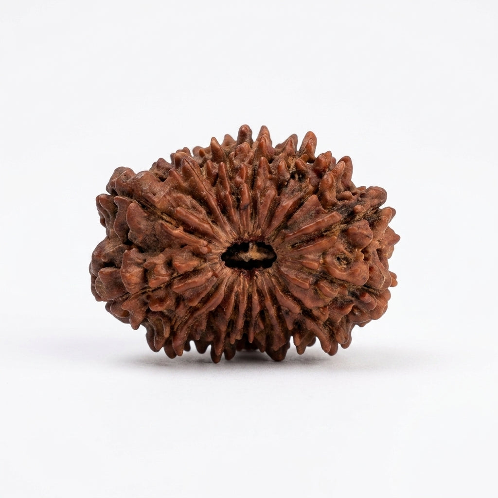Natural 17 Mukhi Rudraksha (Nepali)